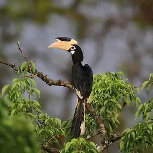 Hostel Sigiri Birds Sigiriya